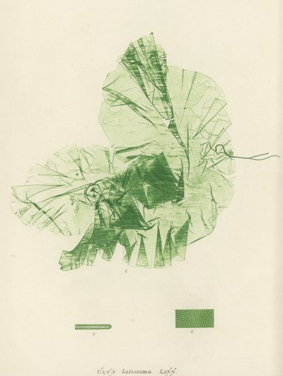 Britische Algen von English School